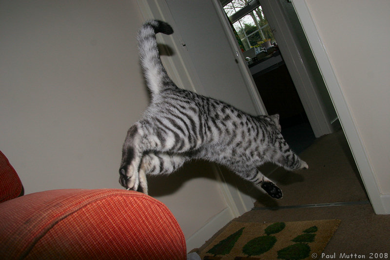 IMG 4822 Flying cat